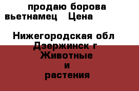 продаю борова вьетнамец › Цена ­ 20 000 - Нижегородская обл., Дзержинск г. Животные и растения » Другие животные   